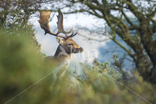 Fallow Deer (Dama dama)