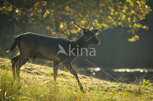 Fallow Deer (Dama dama)