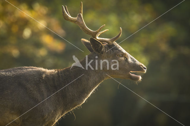 Fallow Deer (Dama dama)