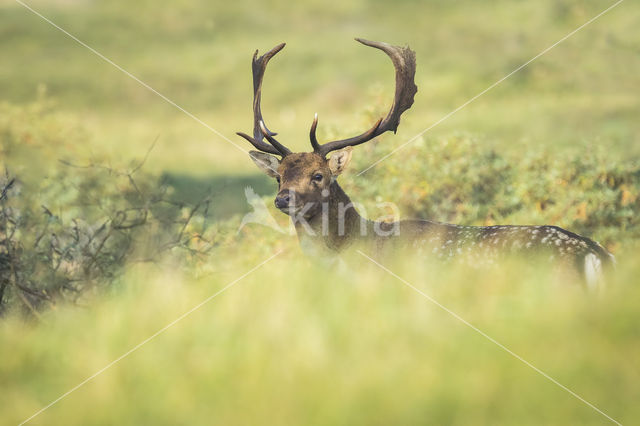 Fallow Deer (Dama dama)