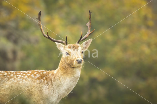 Fallow Deer (Dama dama)