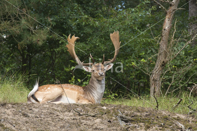 Fallow Deer (Dama dama)