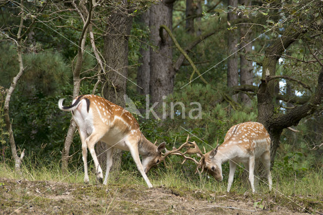 Fallow Deer (Dama dama)