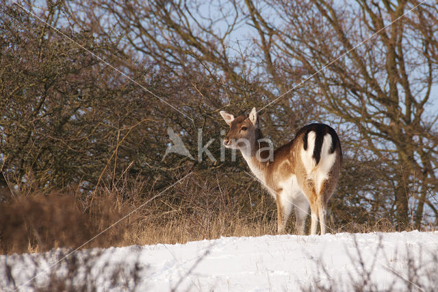 Fallow Deer (Dama dama)