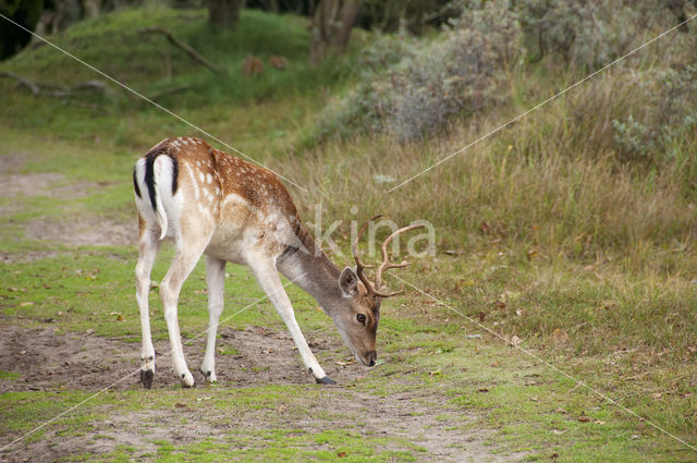 Fallow Deer (Dama dama)