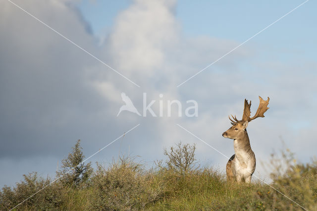 Fallow Deer (Dama dama)