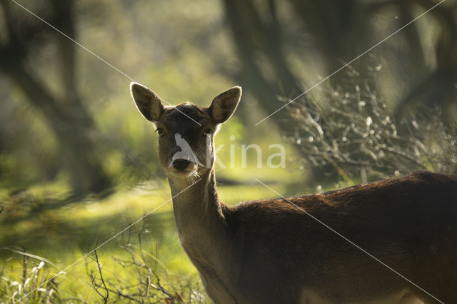 Fallow Deer (Dama dama)