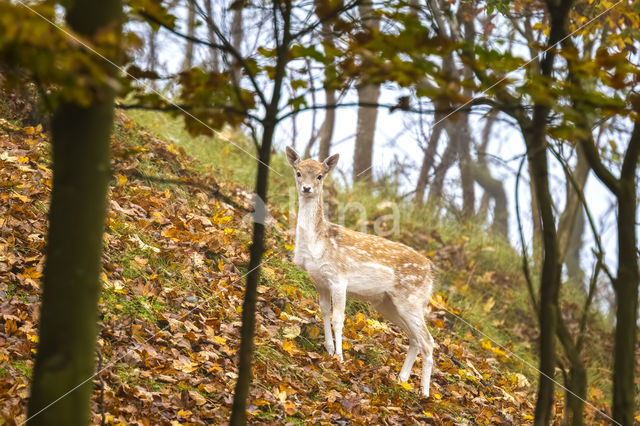 Fallow Deer (Dama dama)