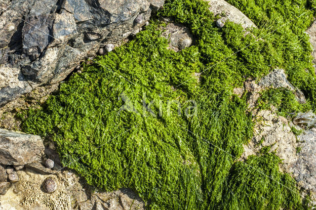 Hollow green weed (Enteromorpha intestinalis)