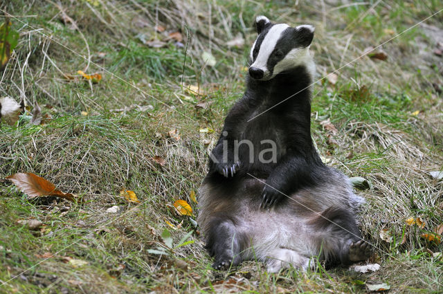 Badger (Meles meles)