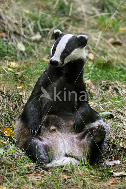 Badger (Meles meles)