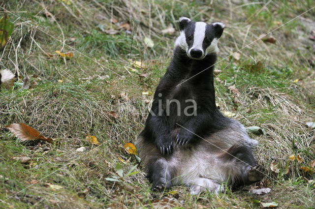 Badger (Meles meles)