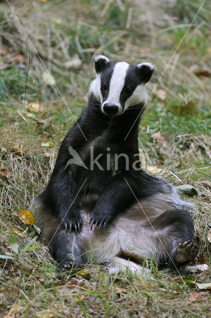 Badger (Meles meles)