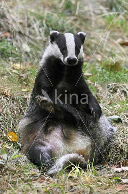 Badger (Meles meles)