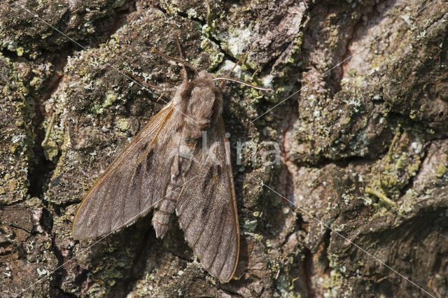 Dennenpijlstaart (Sphinx pinastri)