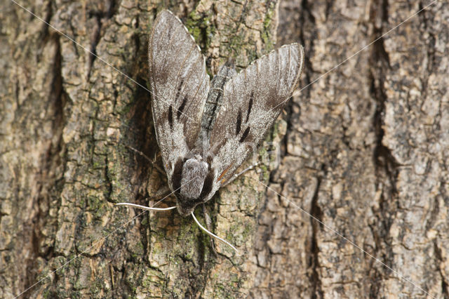 Dennenpijlstaart (Sphinx pinastri)