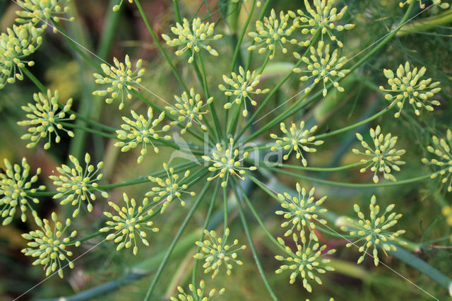 Dill (Anethum graveolens)