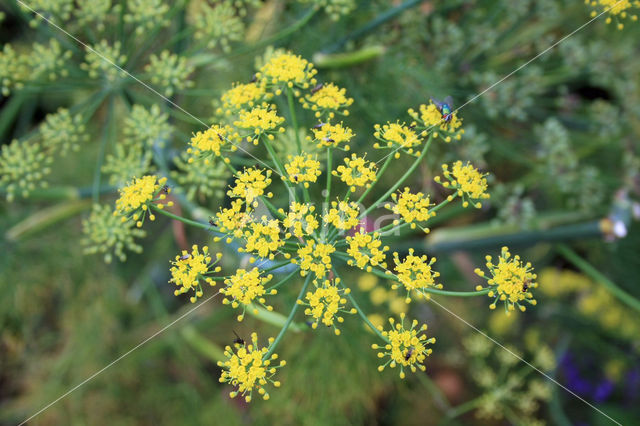 Dill (Anethum graveolens)