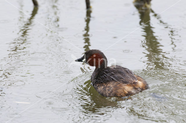 Little Grebe (Tachybaptus ruficollis)