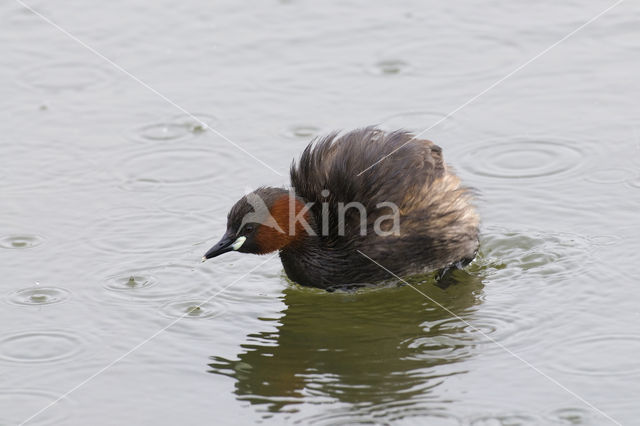 Little Grebe (Tachybaptus ruficollis)