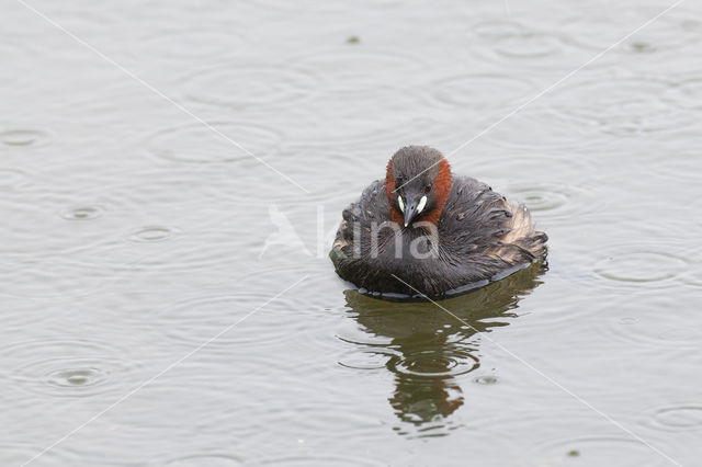 Dodaars (Tachybaptus ruficollis)