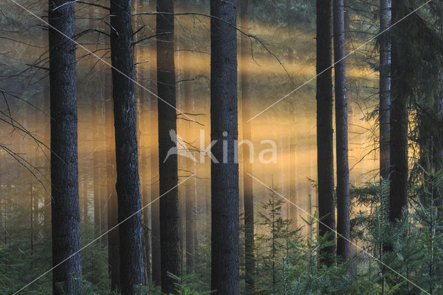 Douglas Fir (Pseudotsuga menziesii)