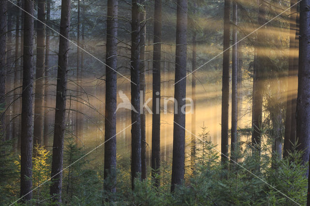 Douglas Fir (Pseudotsuga menziesii)