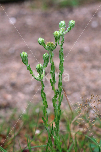 Common Cutweed (Filago vulgaris)