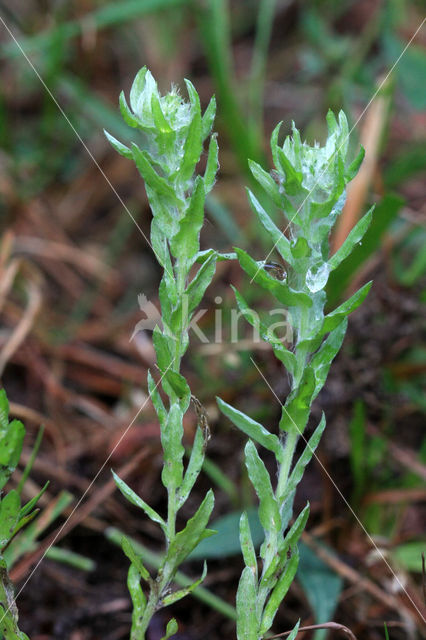 Common Cutweed (Filago vulgaris)