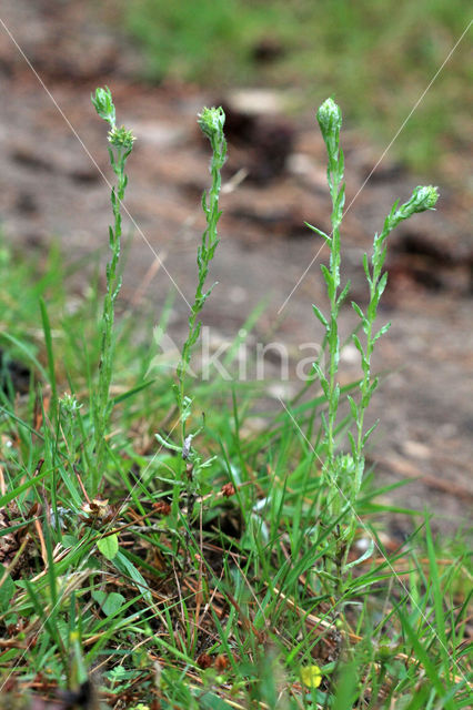 Common Cutweed (Filago vulgaris)