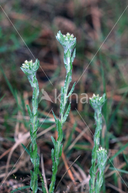 Common Cutweed (Filago vulgaris)