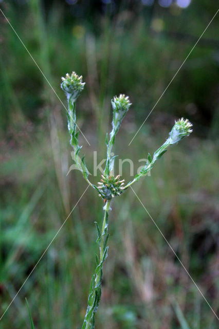 Common Cutweed (Filago vulgaris)