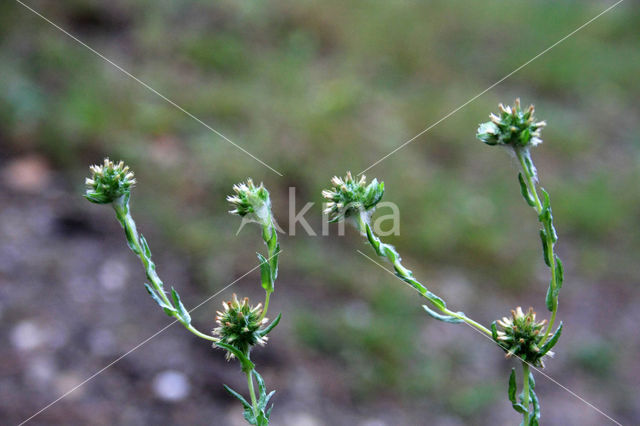 Common Cutweed (Filago vulgaris)