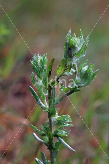 Common Cutweed (Filago vulgaris)