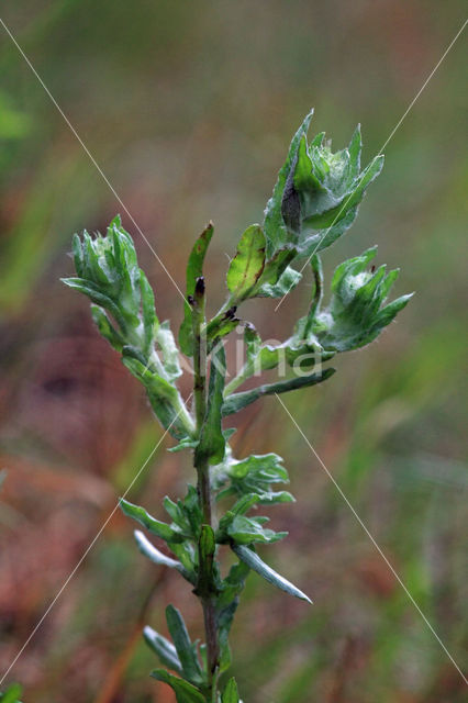 Duits viltkruid (Filago vulgaris)