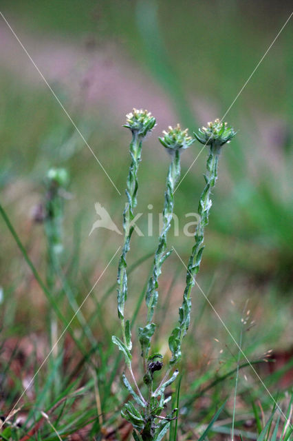 Common Cutweed (Filago vulgaris)