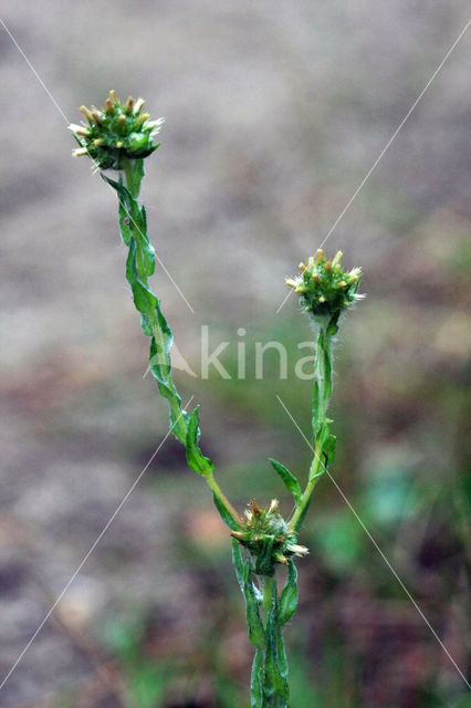 Common Cutweed (Filago vulgaris)