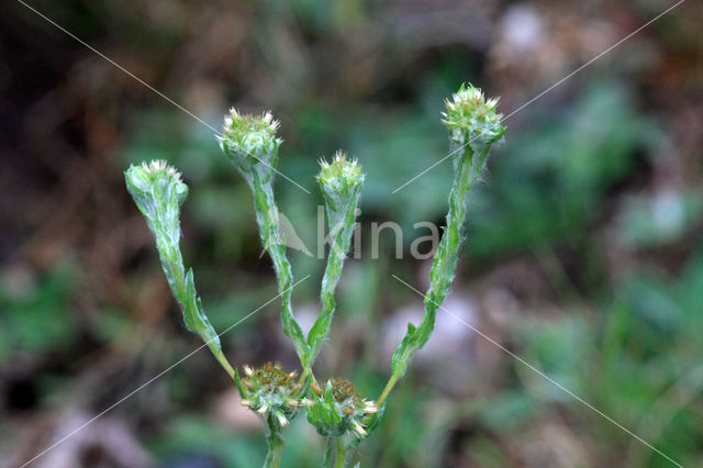 Common Cutweed (Filago vulgaris)