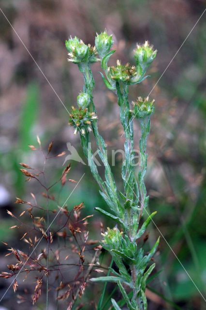 Duits viltkruid (Filago vulgaris)