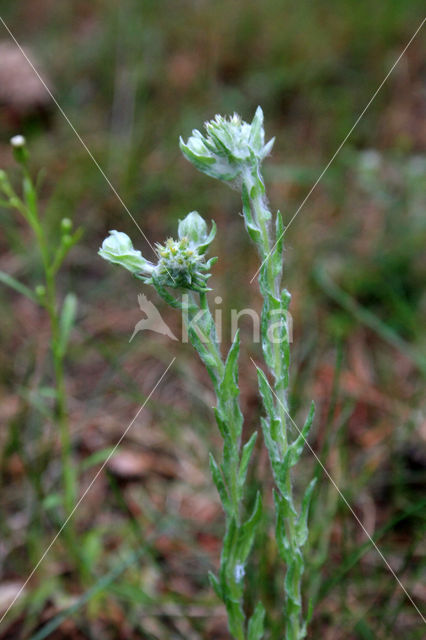 Common Cutweed (Filago vulgaris)