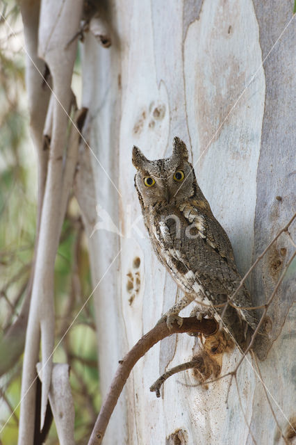 Dwergooruil (Otus scops)