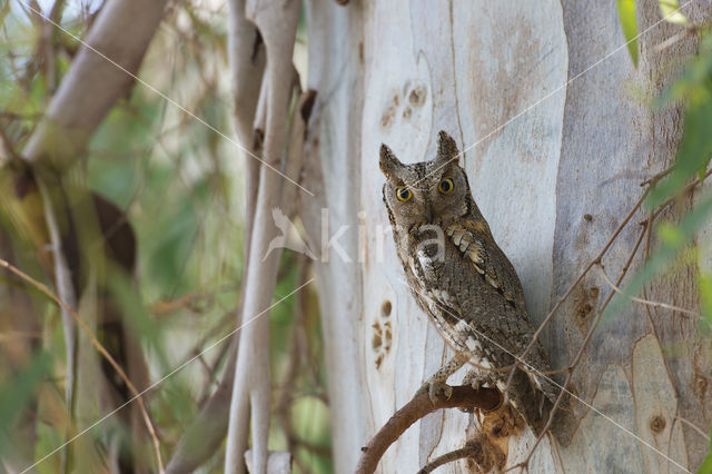 European Scops-Owl (Otus scops)