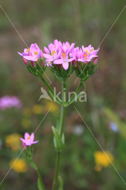 Echt duizendguldenkruid (Centaurium erythraea)