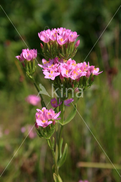 Echt duizendguldenkruid (Centaurium erythraea)