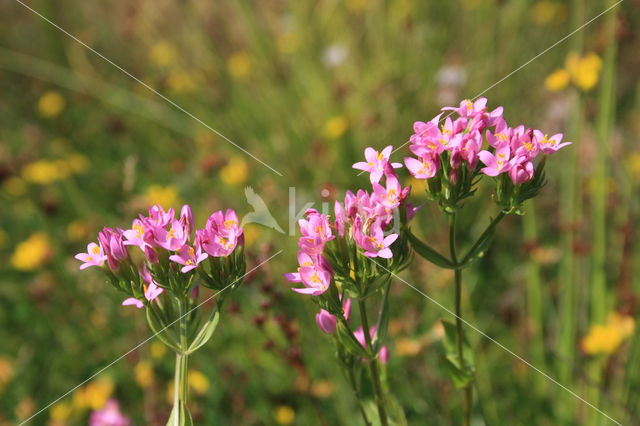 Echt duizendguldenkruid (Centaurium erythraea)