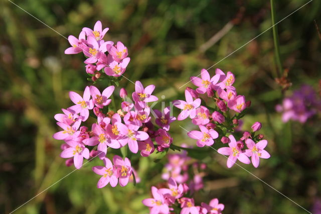 Echt duizendguldenkruid (Centaurium erythraea)