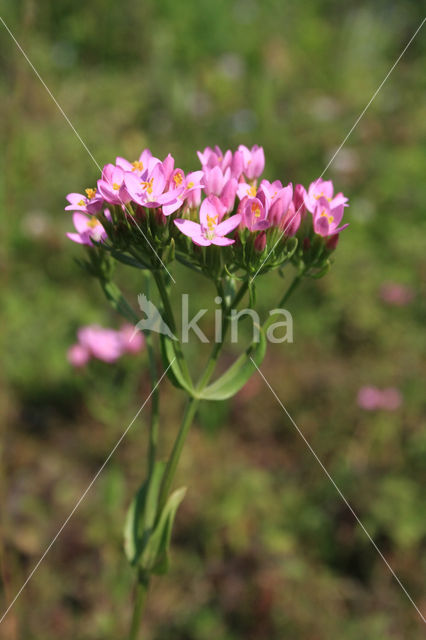 Echt duizendguldenkruid (Centaurium erythraea)