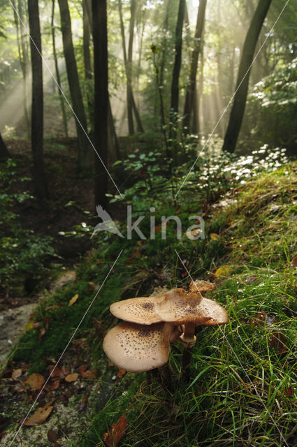 Honey Mushroom (Armillaria mellea)