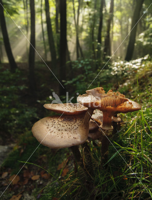 Echte honingzwam (Armillaria mellea)