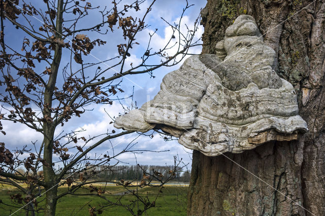 touchwood (Fomes fomentarius)